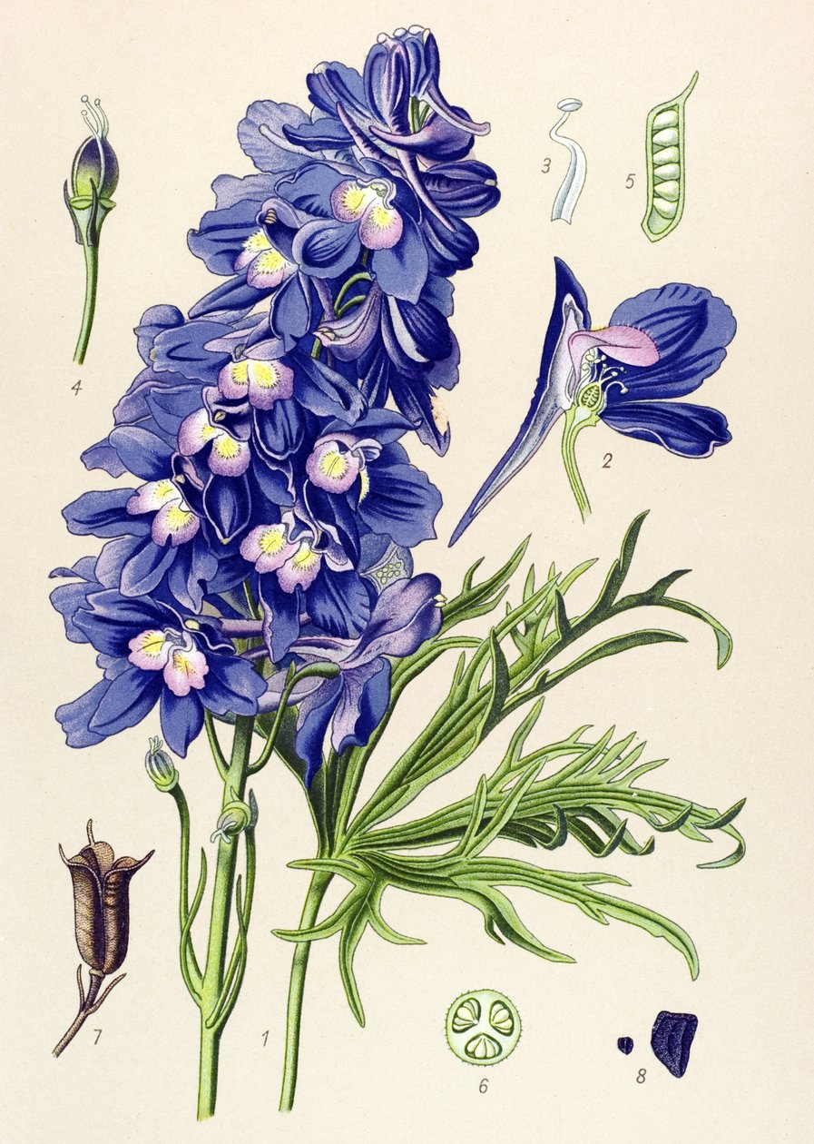 Planche botanique. Plante vénéneuse (toxique) : dauphinelle ou pieds d