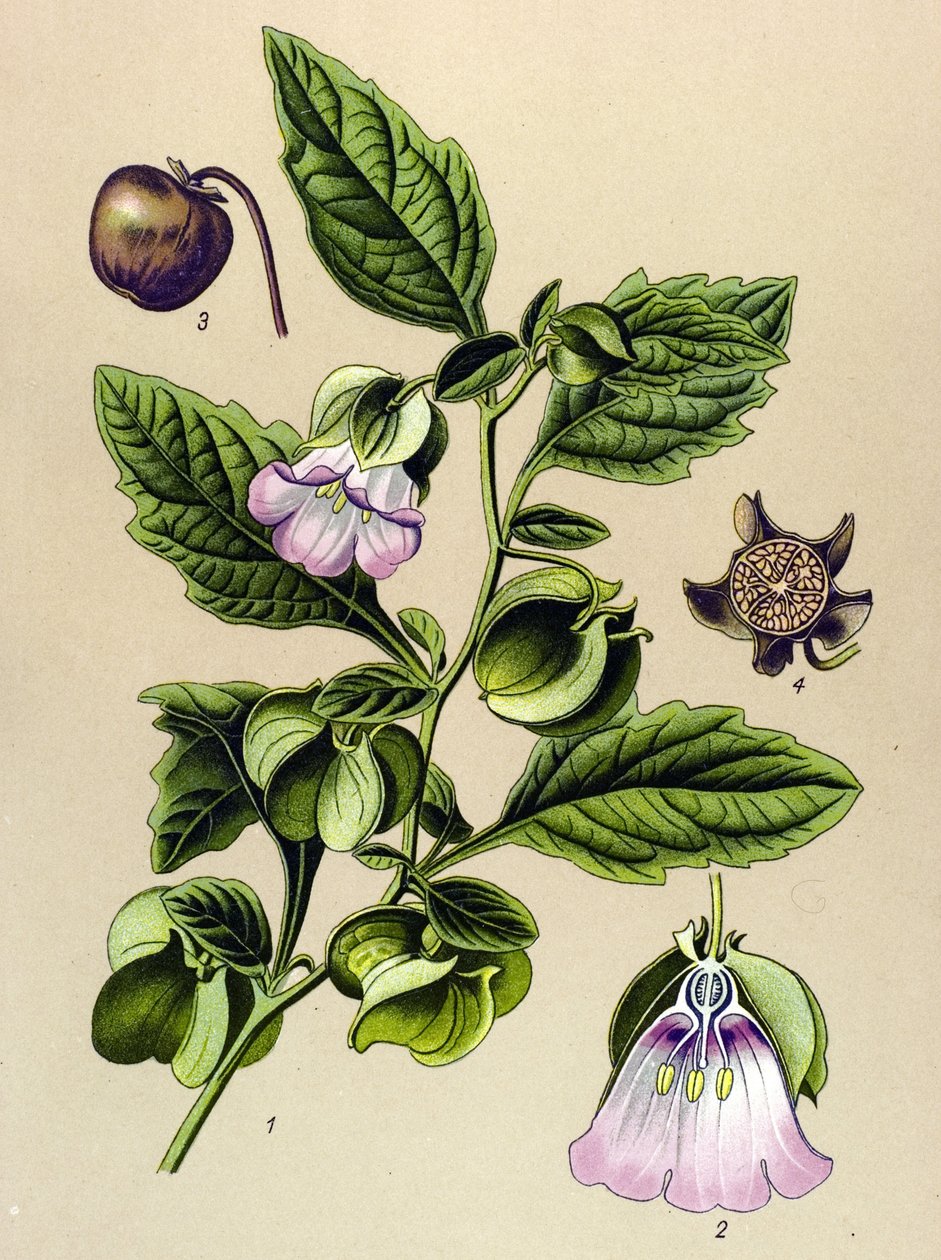 Planche botanique, plante : poire de Pérou ou pomme de Pérou (Nicandra physaloides) - Unbekannter Künstler