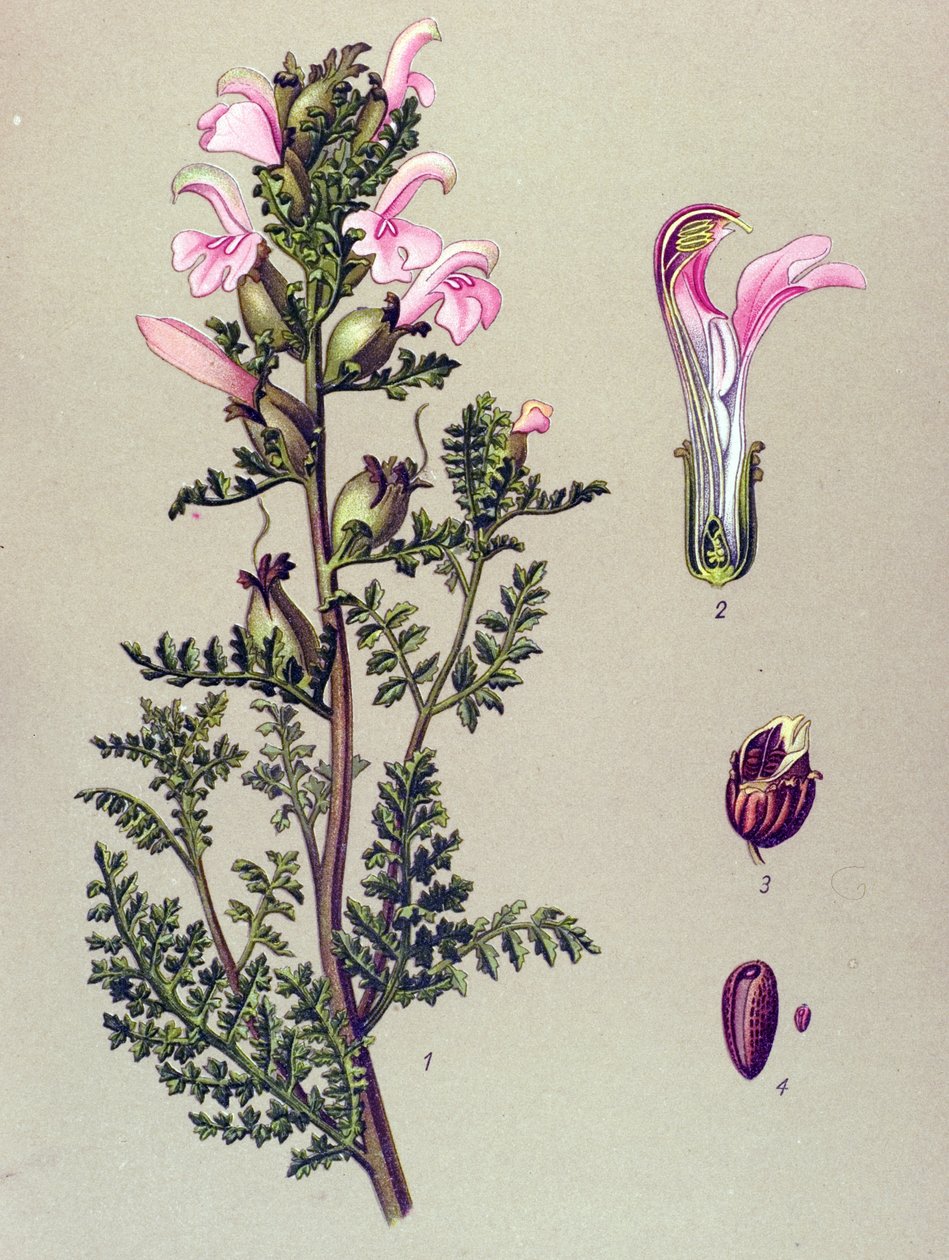 Planche botanique, plante : pédiculaire des marais (Pedicularis palustris) - Unbekannter Künstler