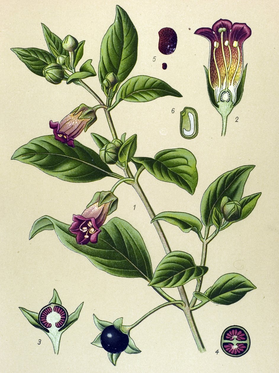 Planche botanique, plante de La belladone (Atropa belladonna) - Unbekannter Künstler