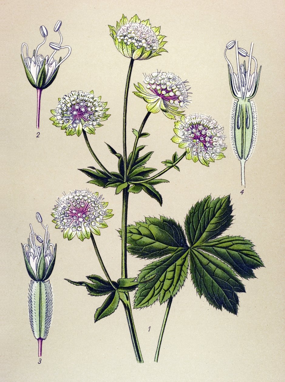 Planche botanique, plante vénéneuse (toxique) et médicinale : grande astrance (Astrantia major) - Unbekannter Künstler