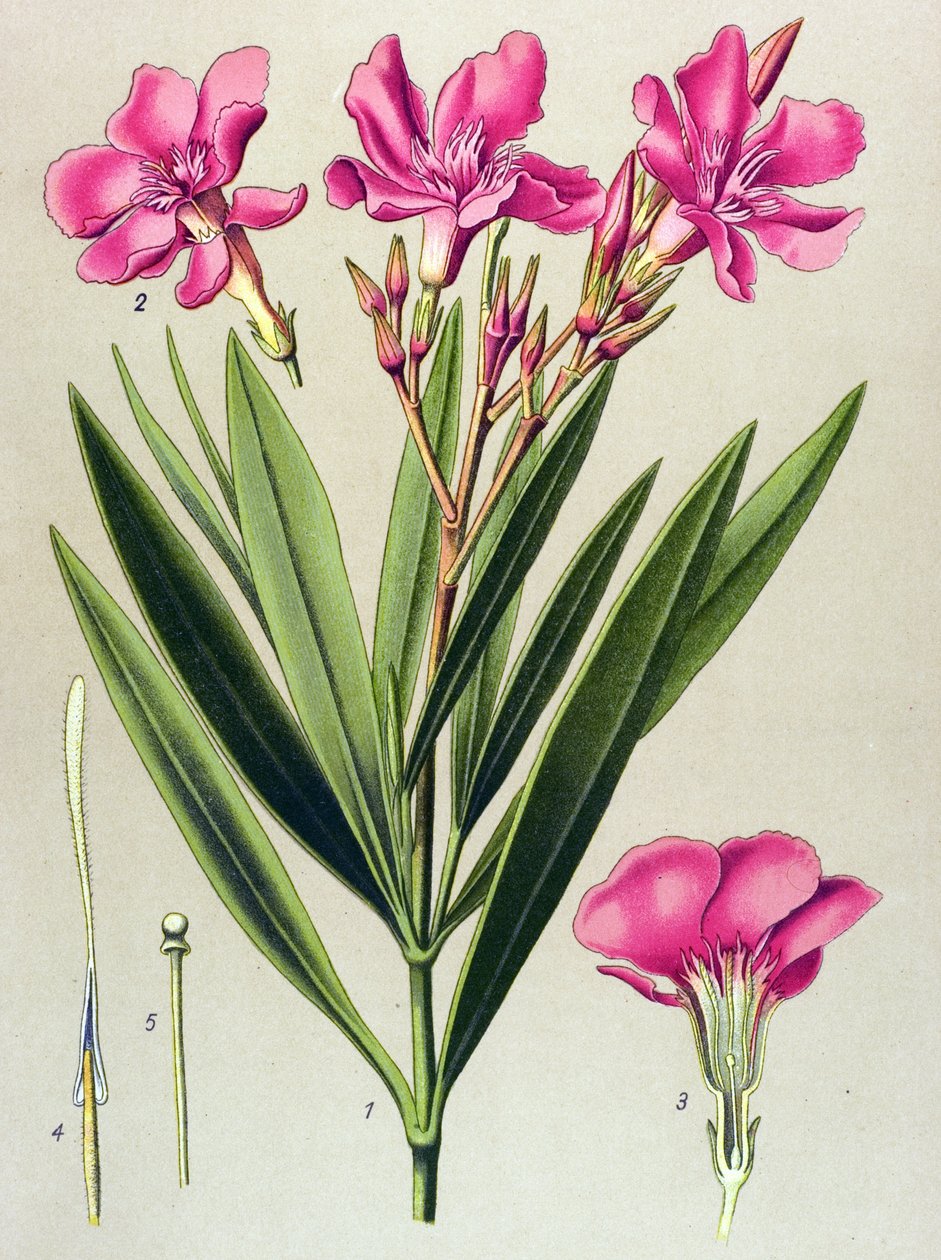 Planche botanique, plante vénéneuse et médicinale : laurier-rose (Nerium oleander) - Unbekannter Künstler