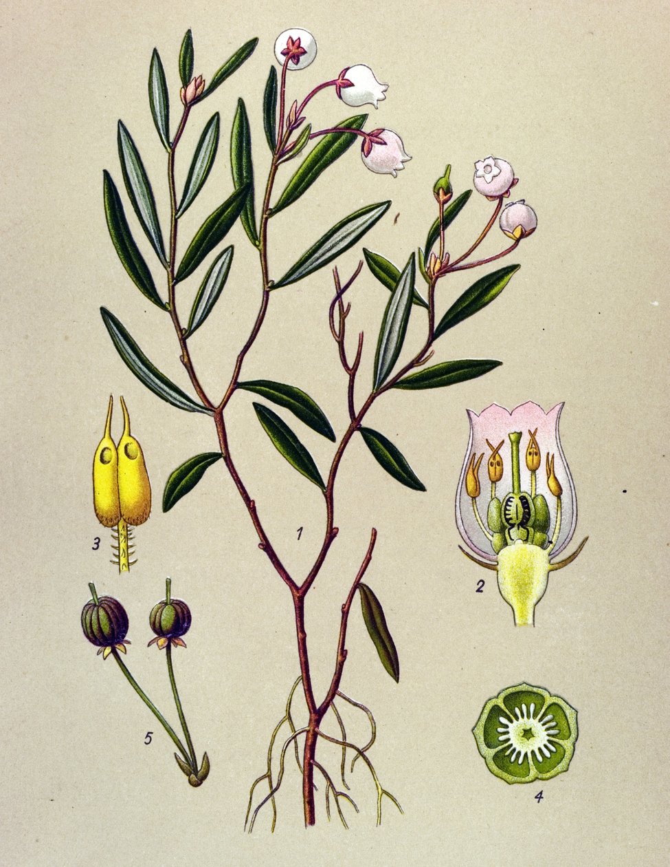 Planche botanique, plante vénéneuse (toxique) : andromède à feuilles de polium (Andromeda polifolia) - Unbekannter Künstler