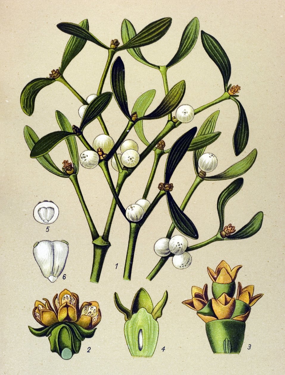 Tableau botanique, plante vénéneuse (toxique) : gui feuillu (Viscum album) - Unbekannter Künstler