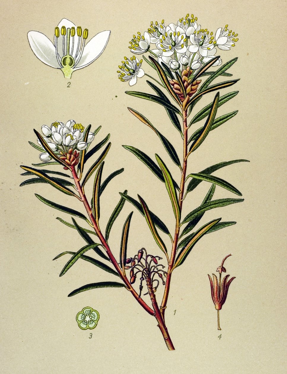 Tableau botanique, plante vénéneuse (toxique) : ledon des marais (Ledum palustre) - Unbekannter Künstler