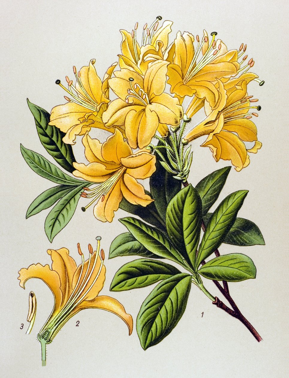 Planche botanique, plante vénéneuse : azalée jaune (Rhododendron luteum) - Unbekannter Künstler