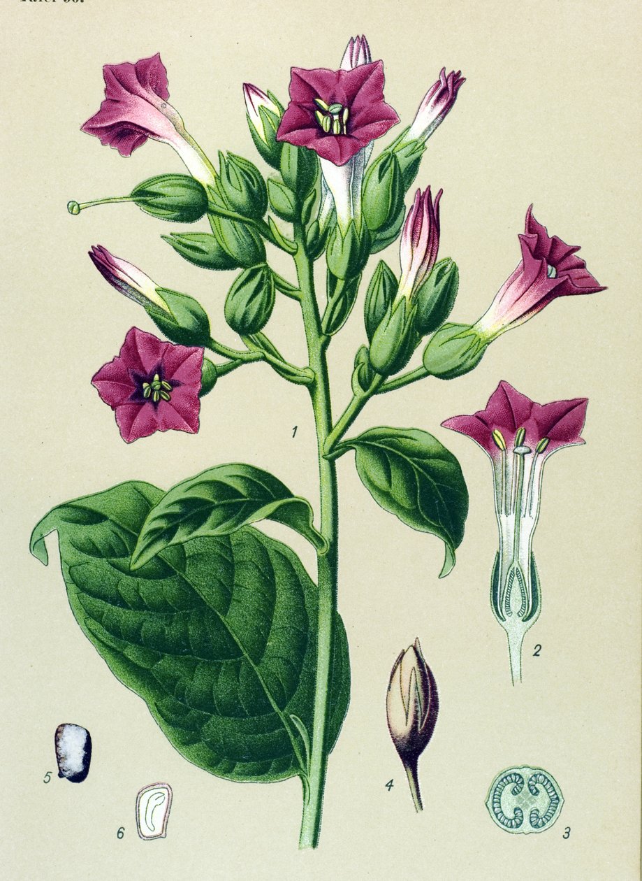 Planche botanique, plante vénéneuse : tabac ornemental (Nicotiana tabacum) - Unbekannter Künstler