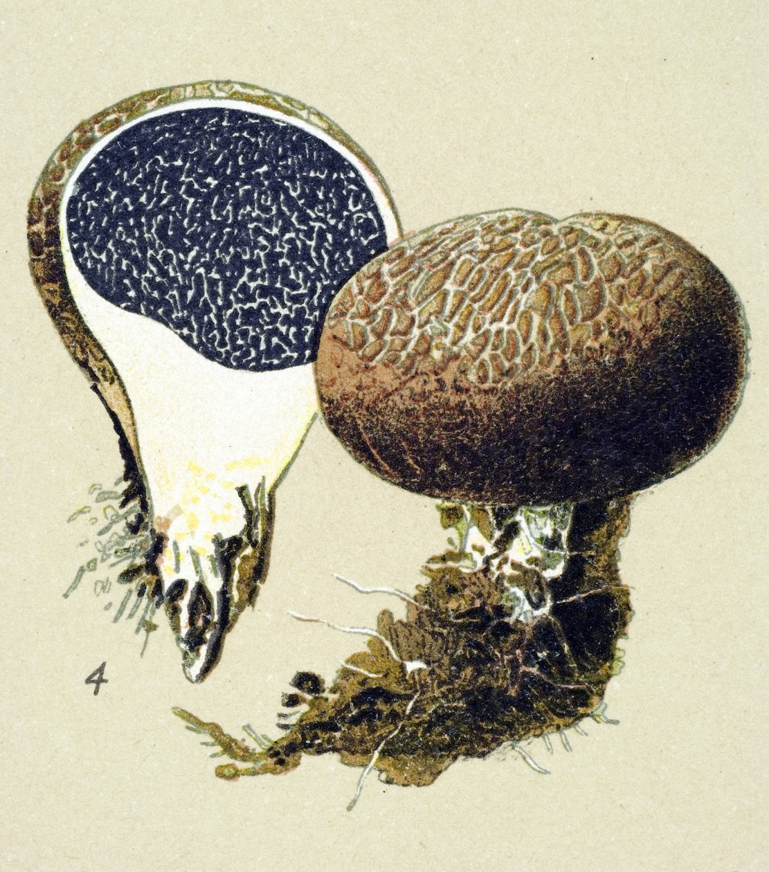 Planche botanique avec champignon toxique (vénéneux) : scléroderme vulgaire (Scleroderma vulgare) - Unbekannter Künstler