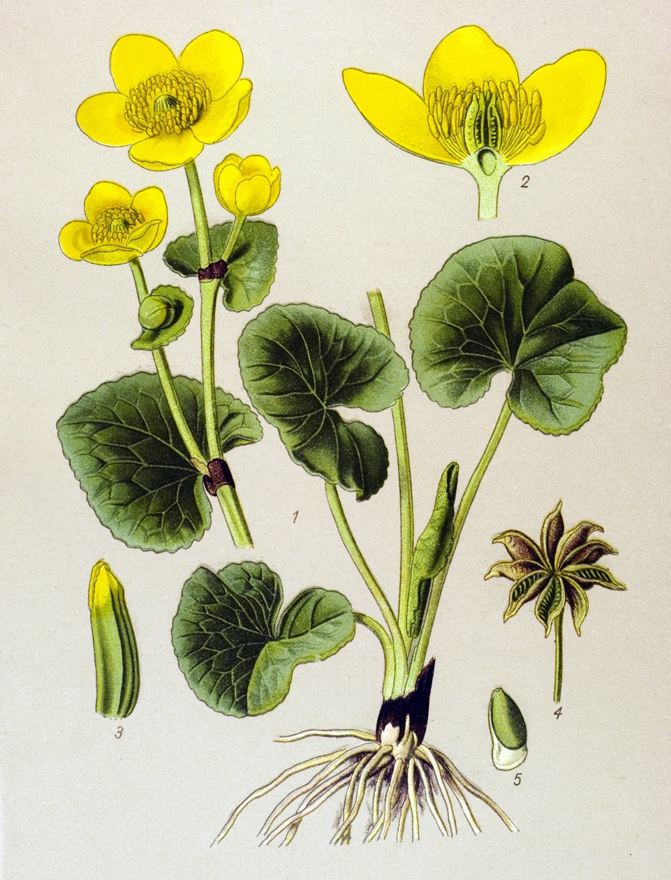 Planche botanique, plante vénéneuse : Populage des marais (Caltha palustris) - Unbekannter Künstler
