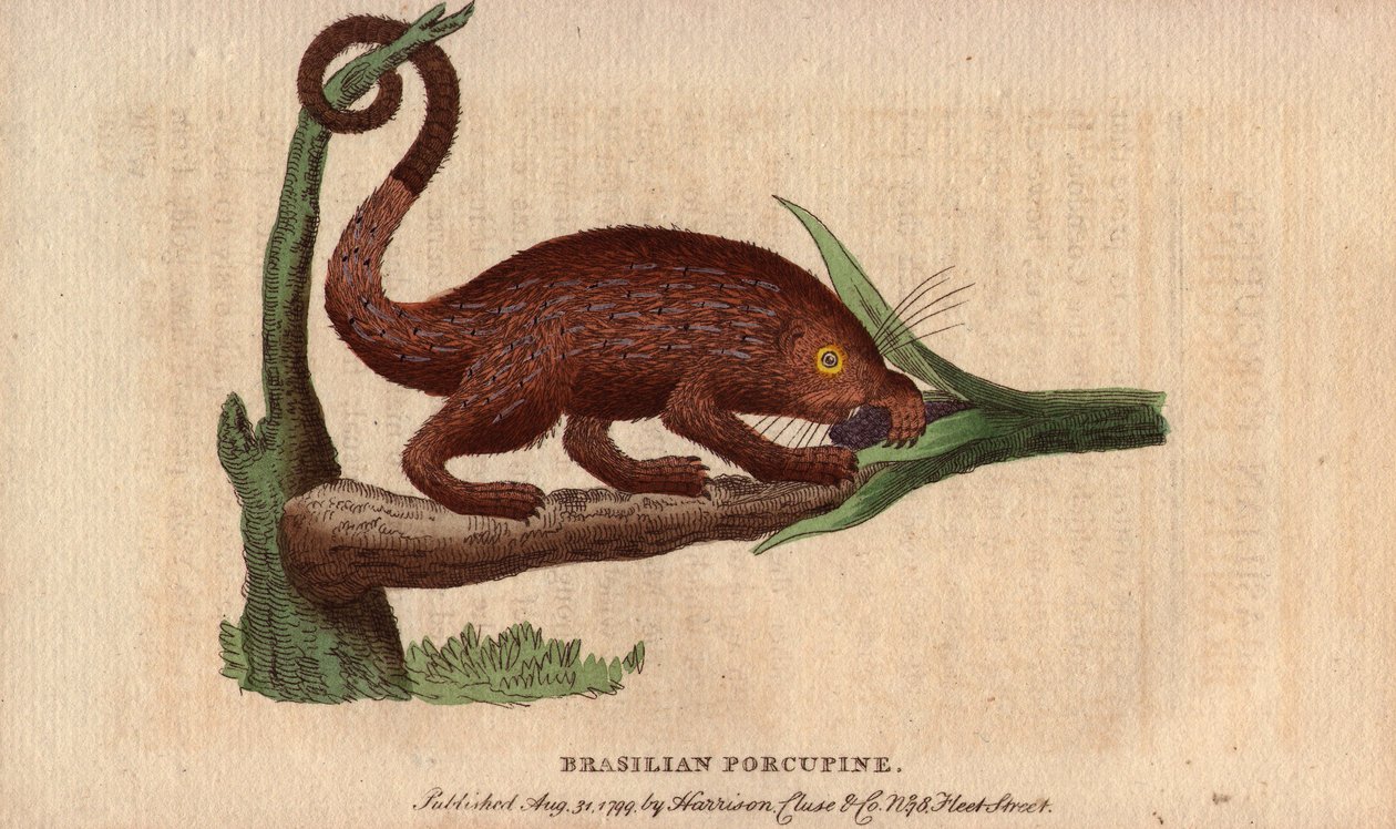 Porc-épic brésilien (Coendou prehensilis), porc-épic américain semi-arboricole des régions tropicales, dont la queue préhensile lui permet de grimper aux arbres - Unbekannter Künstler