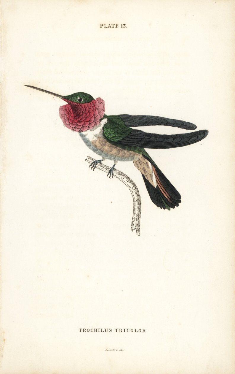 Colibri à queue large, Selasphorus platycercus (Colibri tricolore, Trochilus tricolor). Gravure sur acier colorée par William Lizars de la Naturalist
