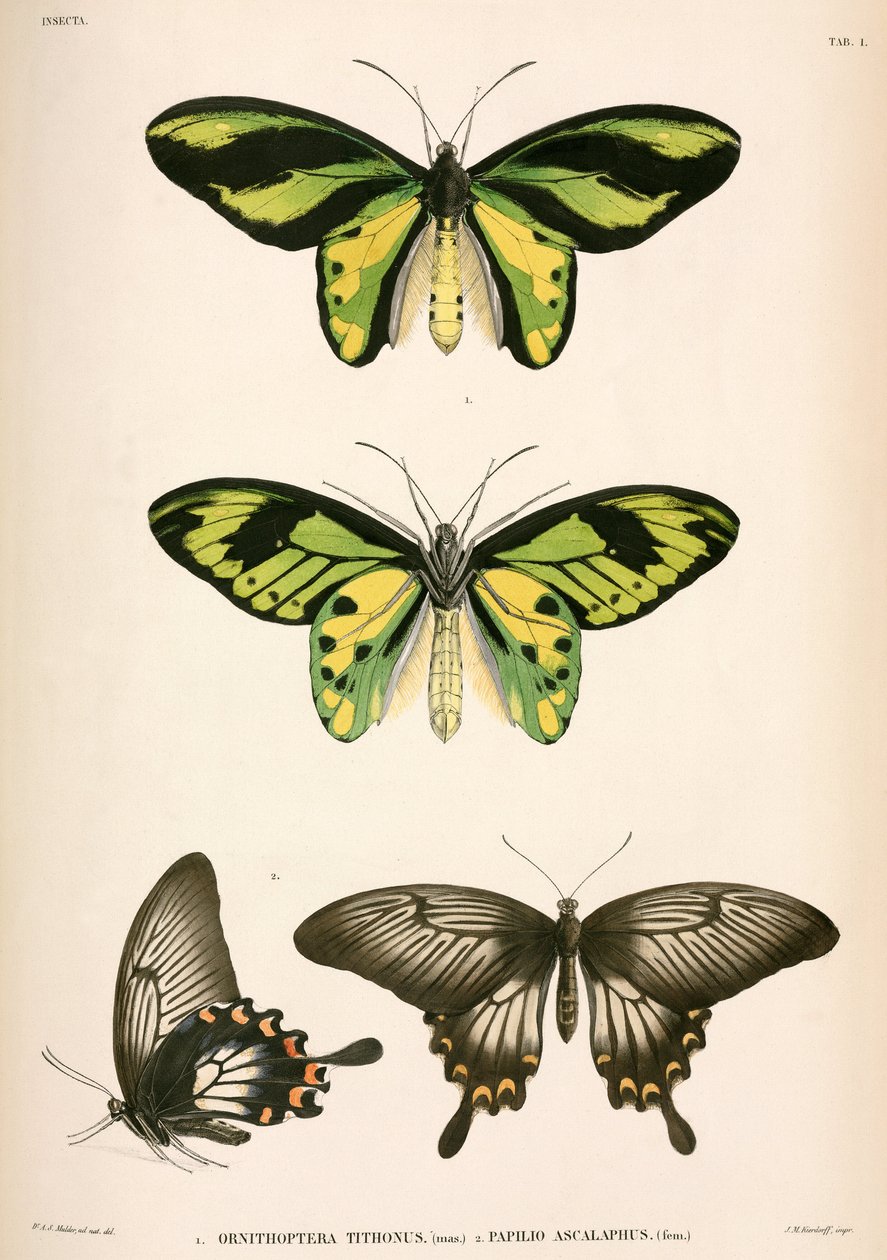 Papillons, Indonésie - Unbekannt
