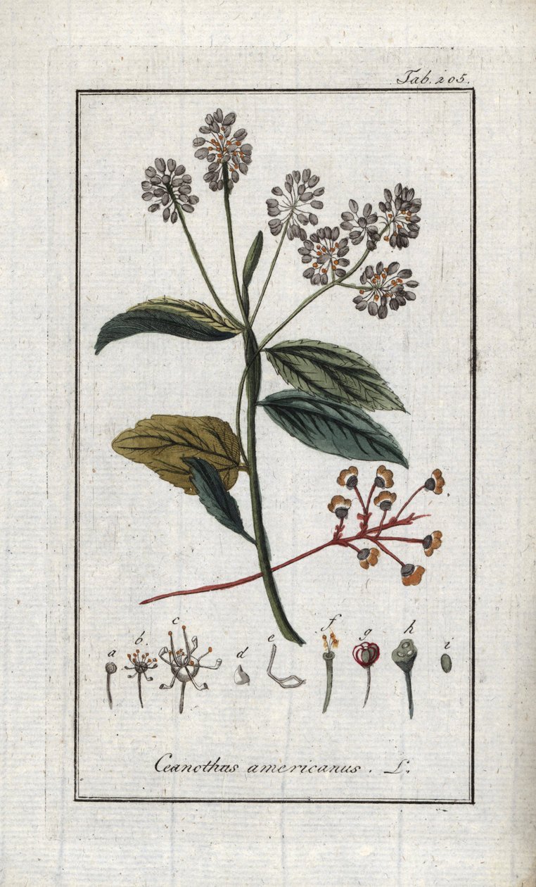 Lilas de Californie (Ceanothus americanus). Lithographie de « Afbeelding der Artseny-Gewassen » par Johannes Zorn (1739-1799), Pays-Bas - Unbekannter Künstler