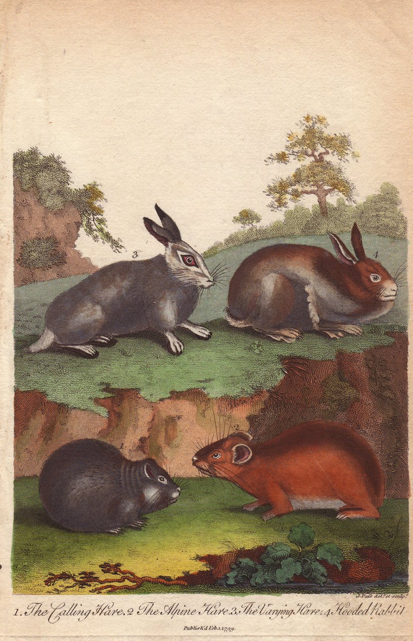 Lièvre variable, lièvre alpin, lièvre variable et lapin capuchonné - Unbekannter Künstler