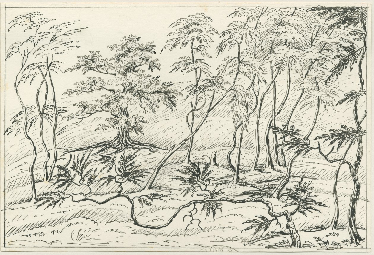 Cannock Chase - Unbekannt
