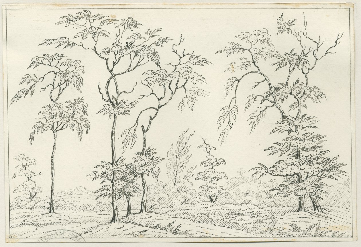 Cannock Chase: dessin à la plume et au crayon, nd [?19ème siècle] - Unbekannt