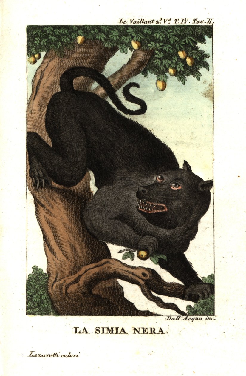 Babouin du Cap ou babouin chacma, Papio ursinus. De François Le Vaillant - Unbekannter Künstler