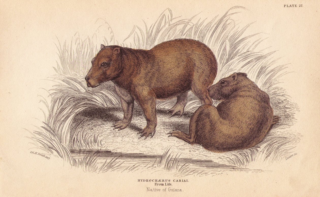 Capybara - Unbekannter Künstler