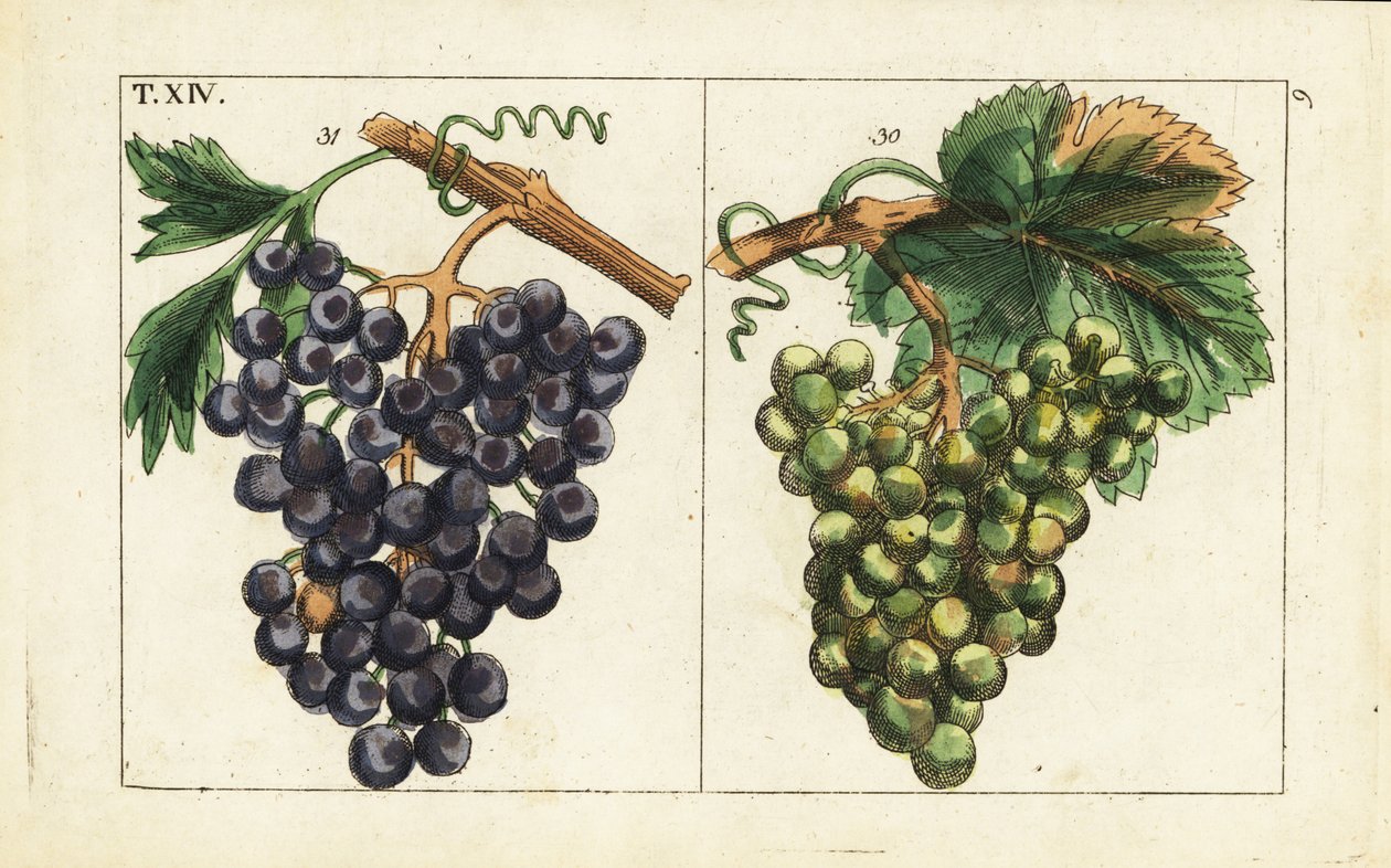 Raisins de Chiavenna, raisins Pinot noir, Vitis vinifera - Unbekannter Künstler