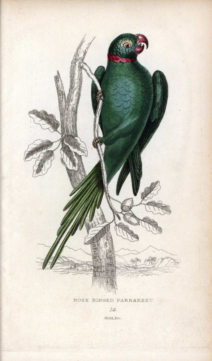 Perruche à collier, Psittacula krameri. Psittacus torquatus. Lithographie de Joseph Kidd, d