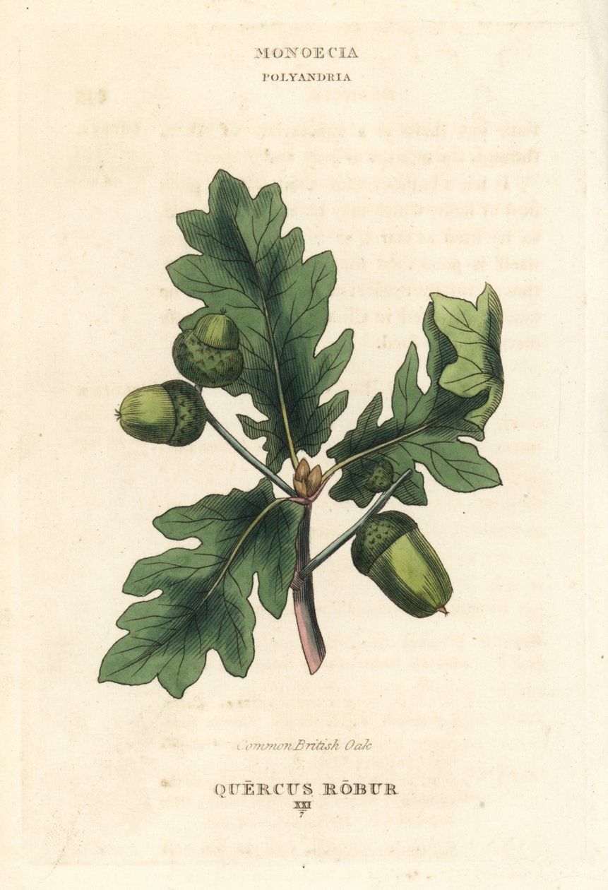 Chêne commun britannique, Quercus robur. Gravure sur cuivre coloriée à la main d