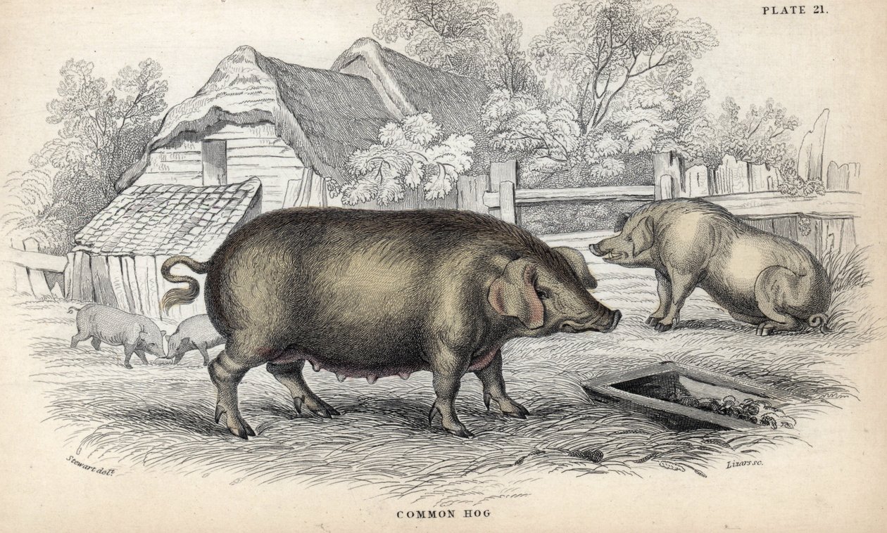 Porc commun (Sus domestica) dans une porcherie. Gravure sur cuivre par William Lizars, d