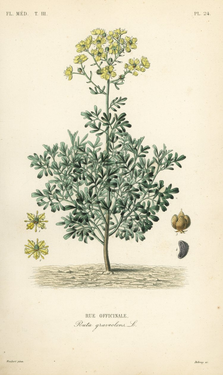 Rue officinale - Unbekannt
