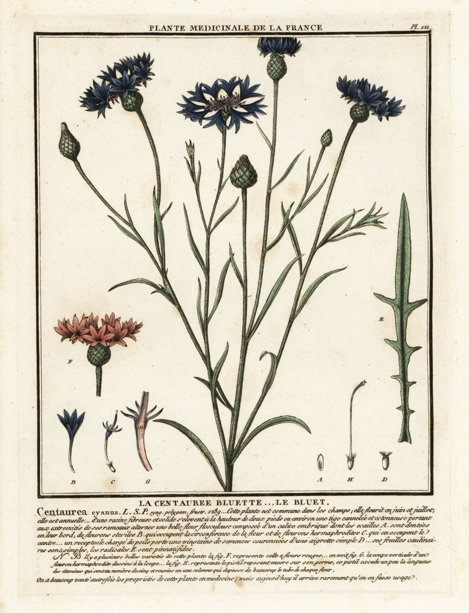 Bleuet, Cyanus segetum - Unbekannter Künstler