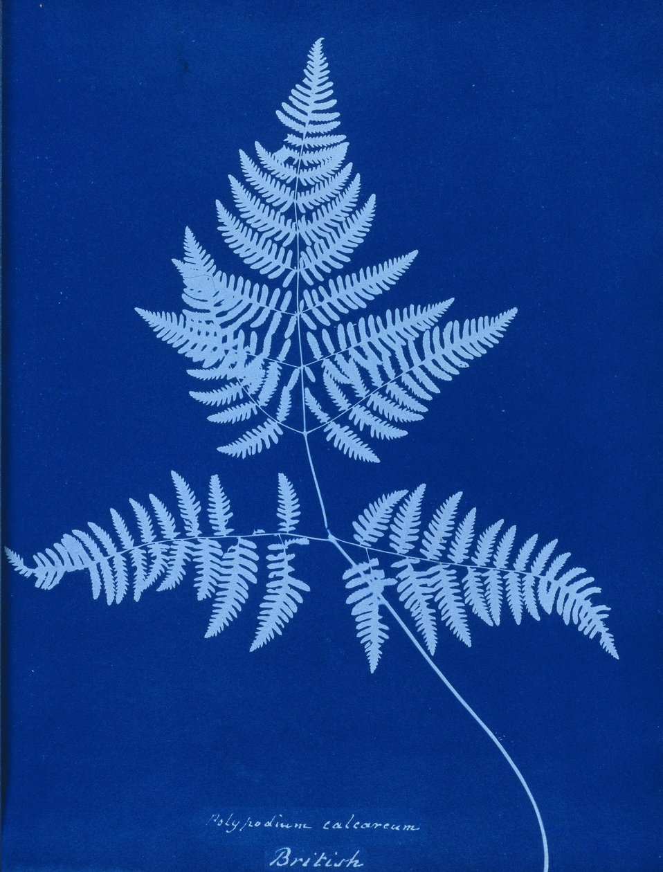 Cyanotype de Polypodium calcareum - Unbekannt