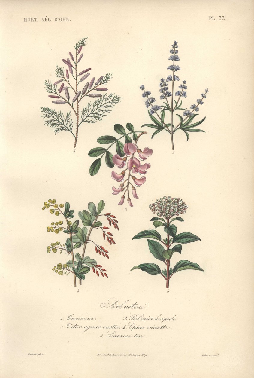 Impression botanique décorative avec tamarin, caroubier, arbre chaste, épine-vinette et viorne - Unbekannter Künstler