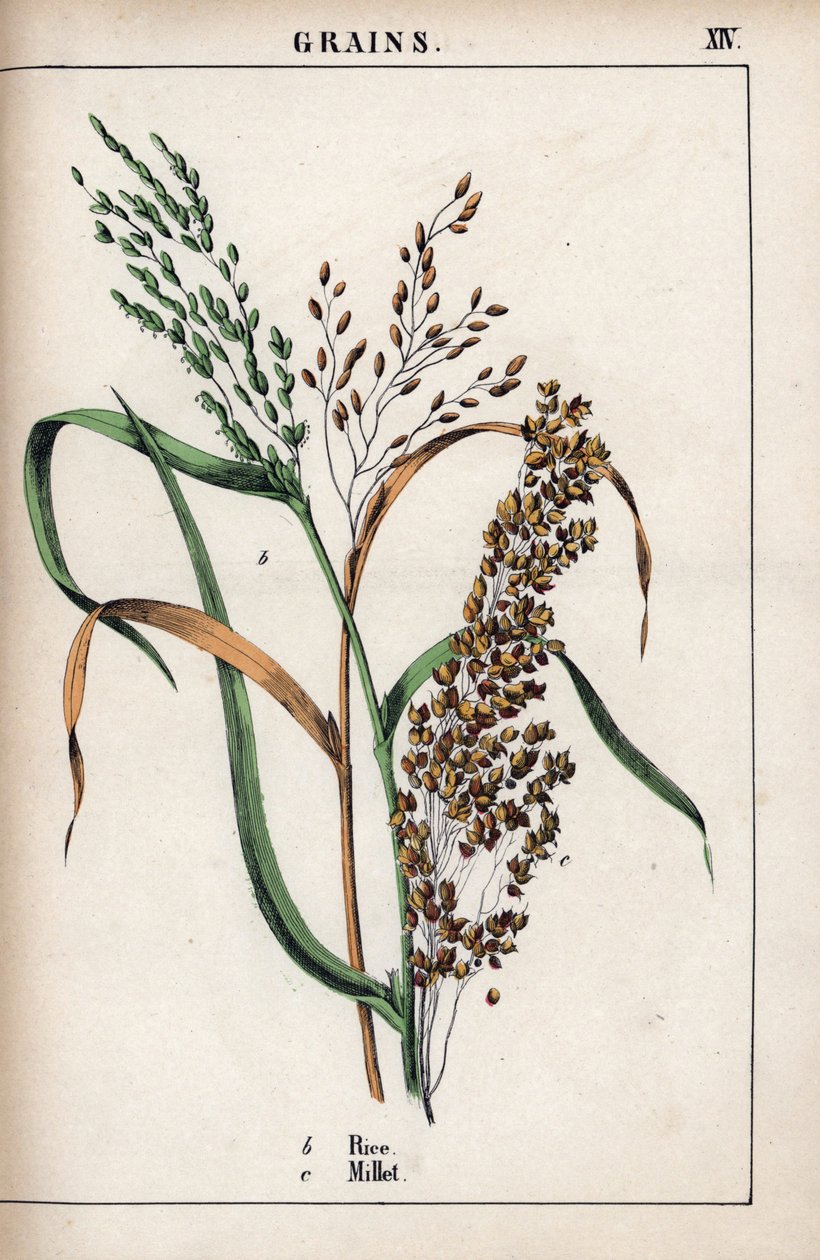 Description des céréales : riz et millet. Chromolithographie dans « Recueil d