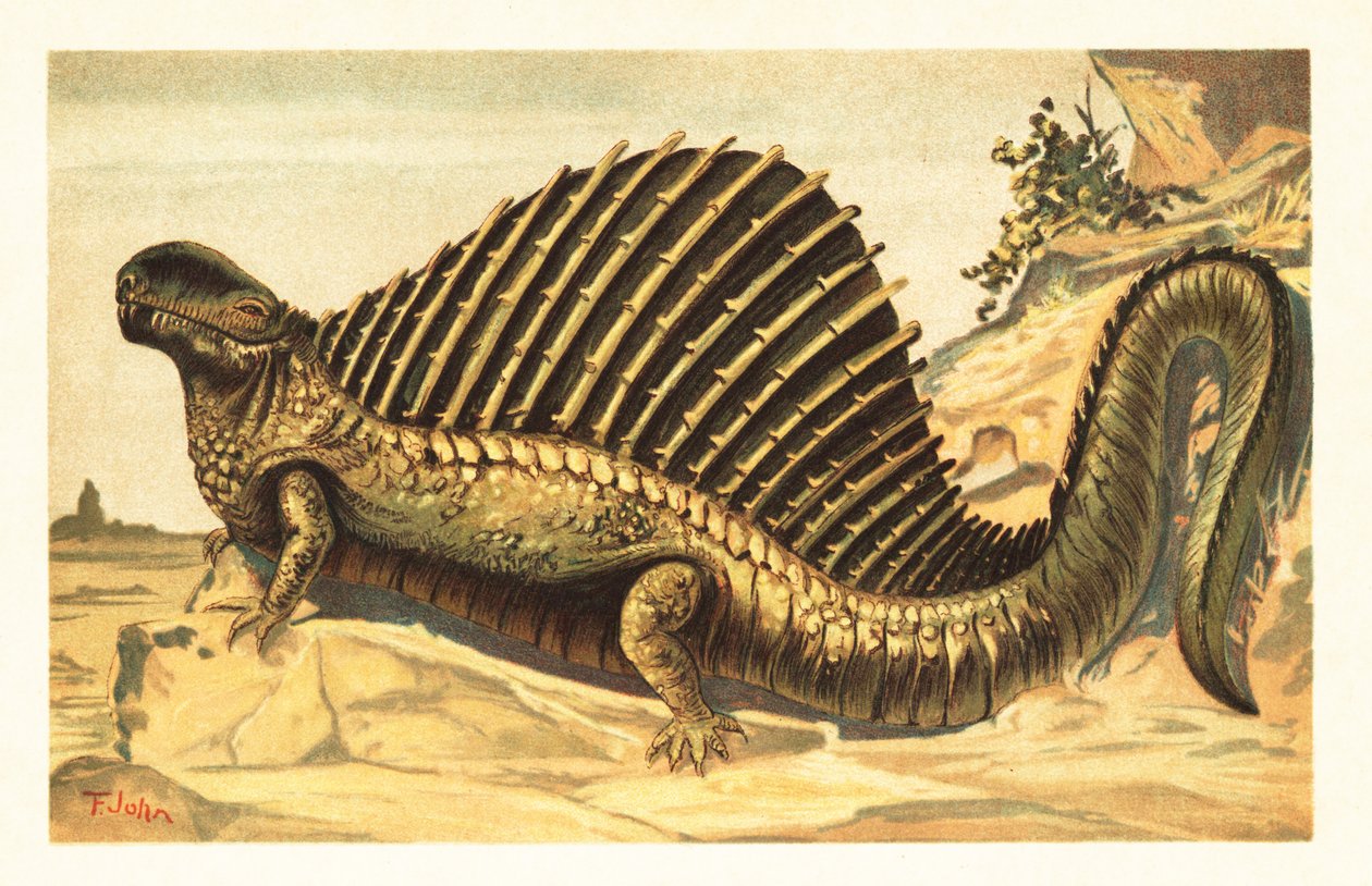 Dimetrodon limbatus avec sa voile épineuse neurale distinctive - Unbekannter Künstler