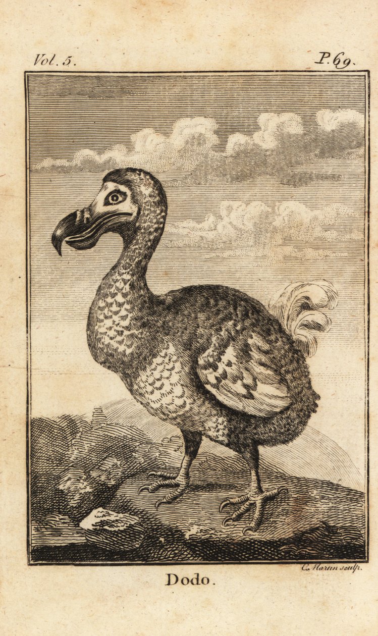 Dodo, Raphus cucullatus, oiseau éteint - Unbekannt