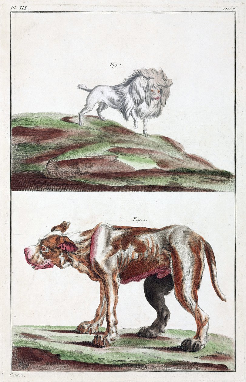 Chiens - Unbekannt