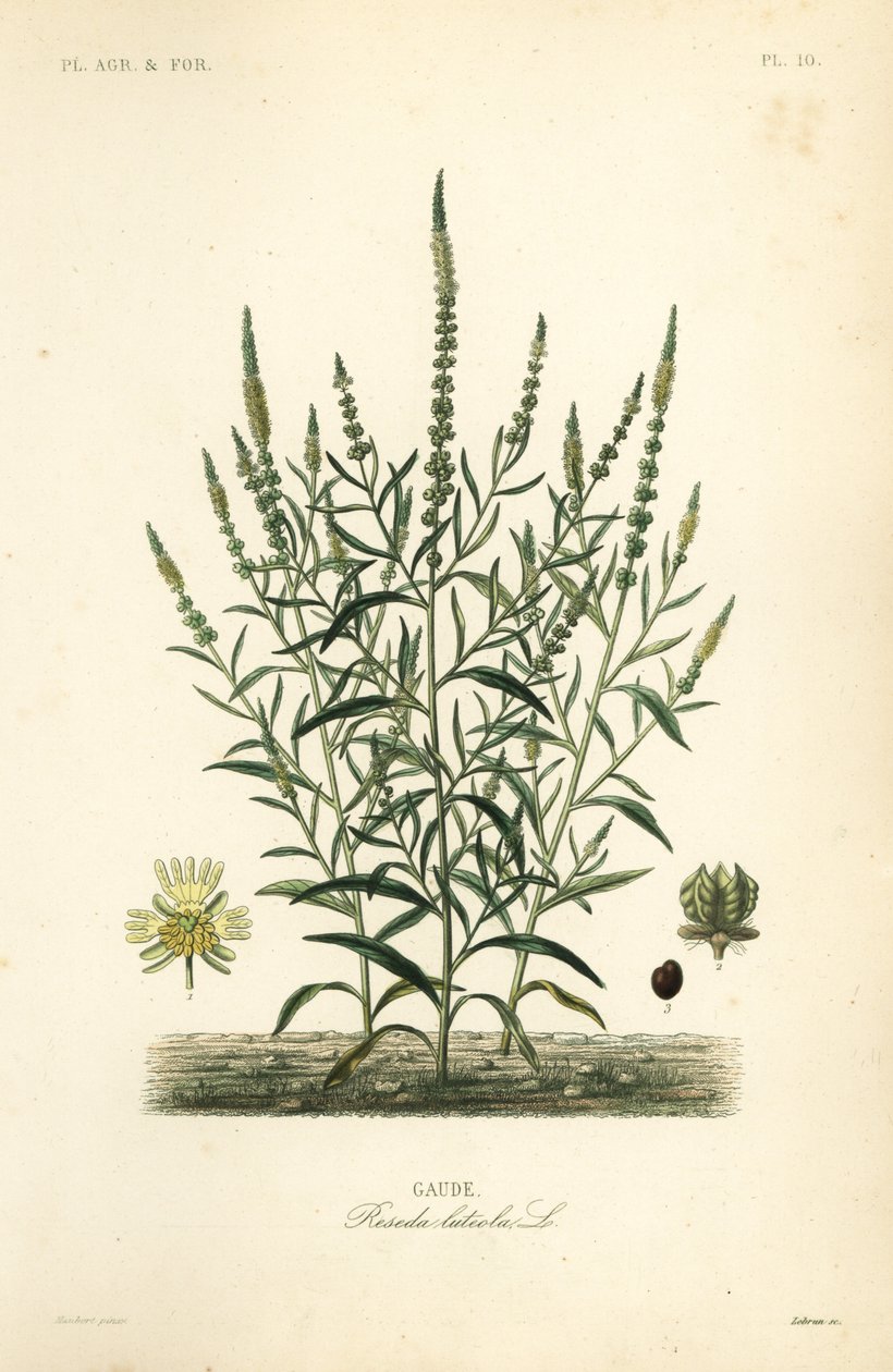 Gaude, Reseda luteola - Unbekannt