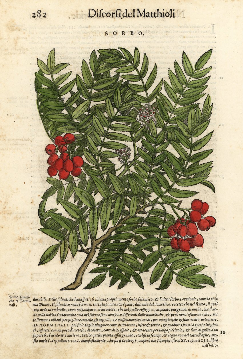 Europäische Eberesche, Sorbus aucuparia. Handkolorierter Holzschnitt von Wolfgang Meyerpick nach einer Illustration von Giorgio Liberale aus Pietro Andrea Mattiolis Discorsi di P.A. Matthioli ne i sei libri della Materia Medicinale di Pedacio Dioscoride von Unbekannter Künstler