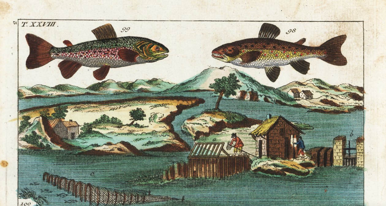 Truite européenne - Technique de pêche utilisant des rapides artificiels pour attraper des poissons - Truite de mer, Salmo trutta trutta 98, omble chevalier, Salvelinus alpinus alpinus 99 - Unbekannter Künstler