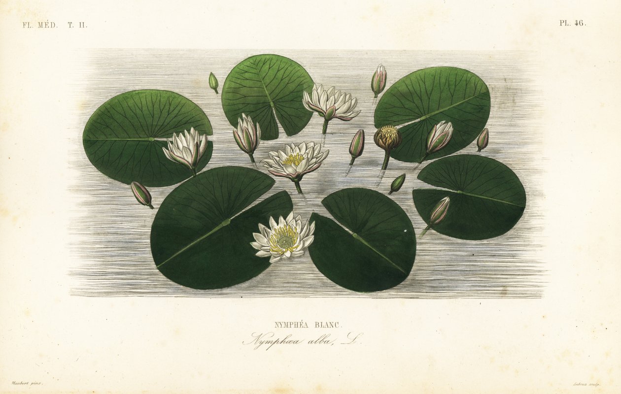 Nénuphar blanc, Nymphaea alba - Unbekannt