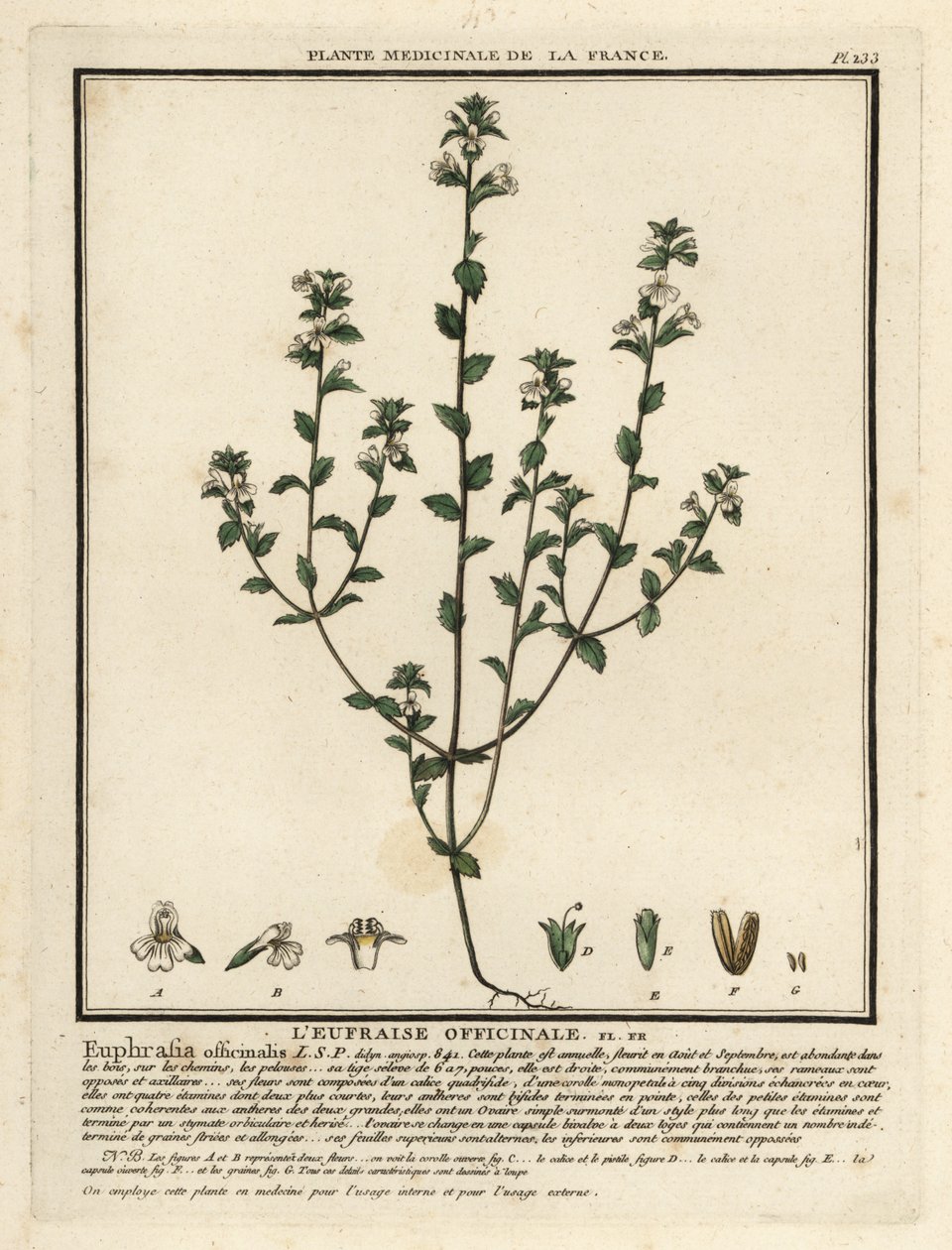 Euphraise, Euphrasia rostkoviana - Unbekannter Künstler