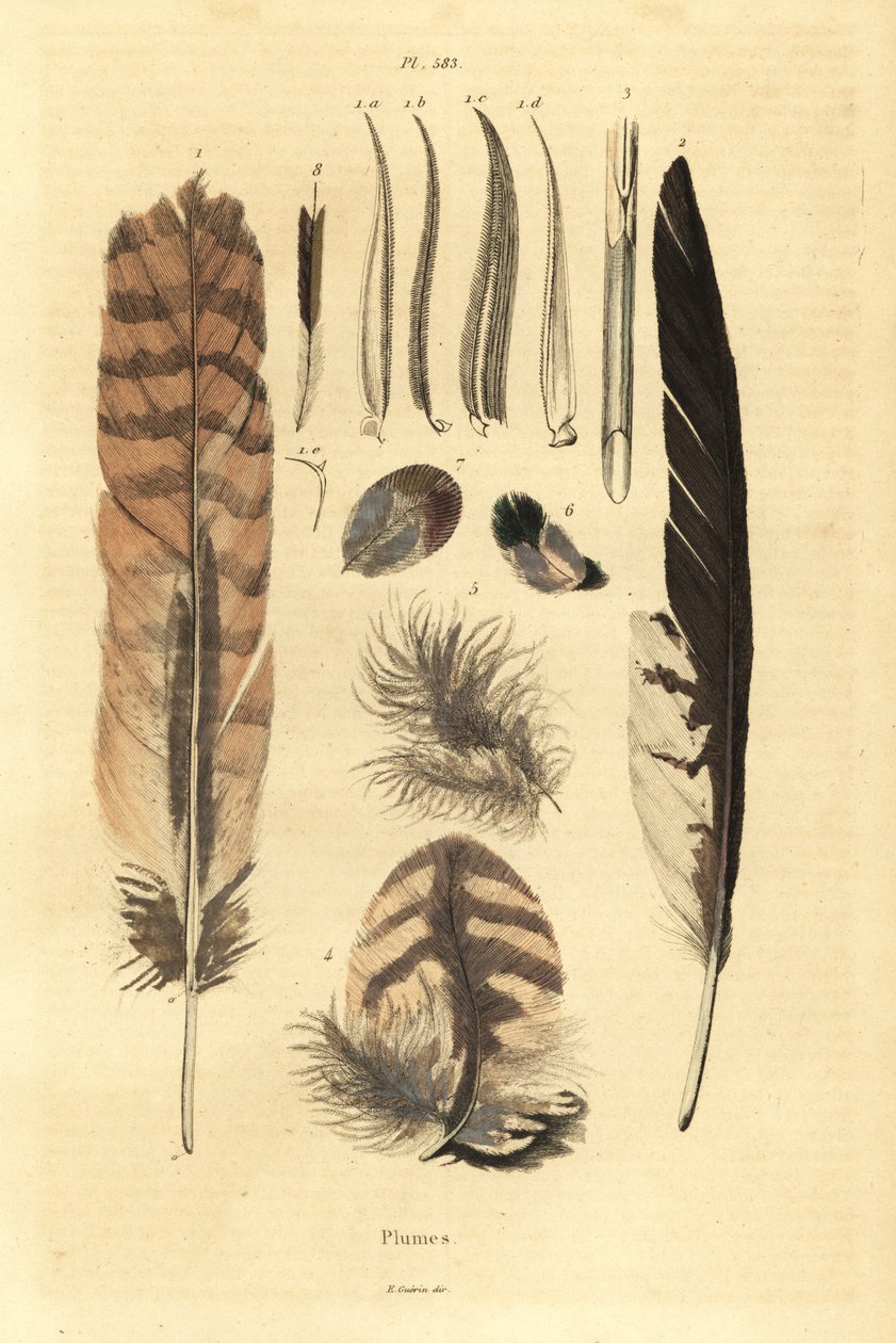 Plumes, panaches, anatomie des oiseaux - Unbekannt