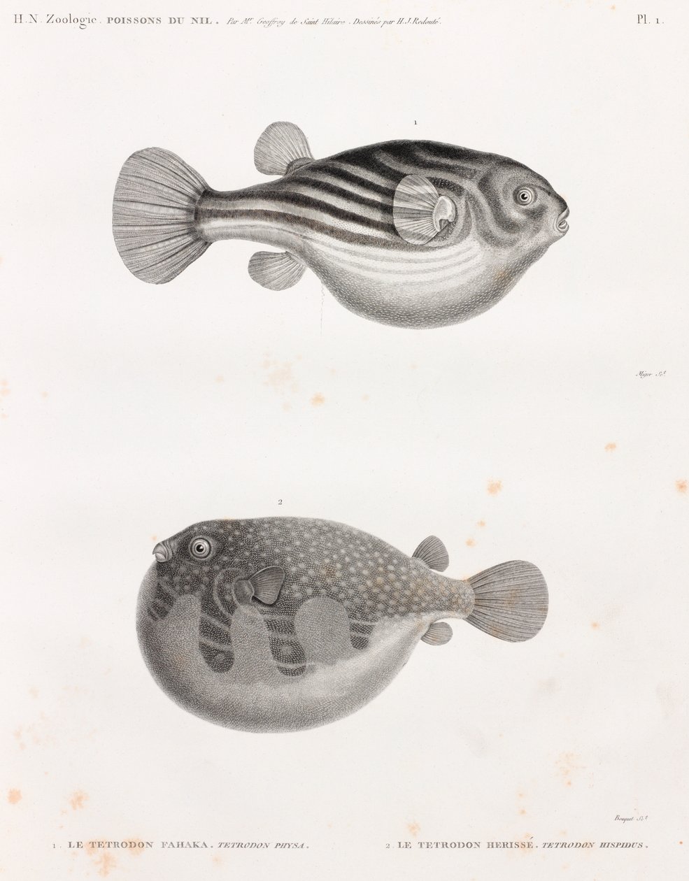 Poisson : Tétrodon - Unbekannt