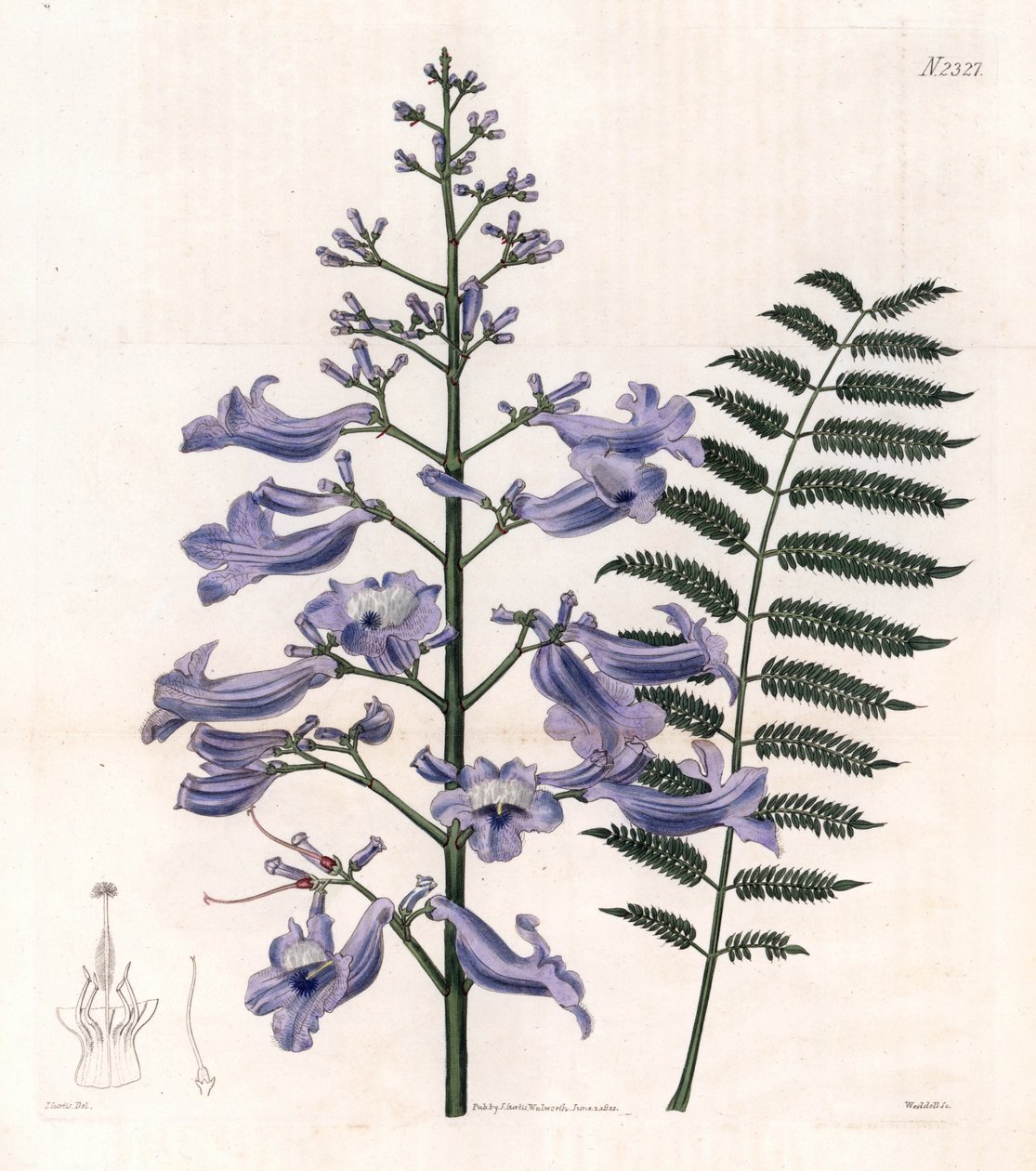 Flamboyant bleu ou arbre à huîtres - Arbre fougère de Trinidad, Jacaranda mimosifolia (Jacaranda à feuilles ovales, Jacaranda ovalifolia) - Unbekannter Künstler