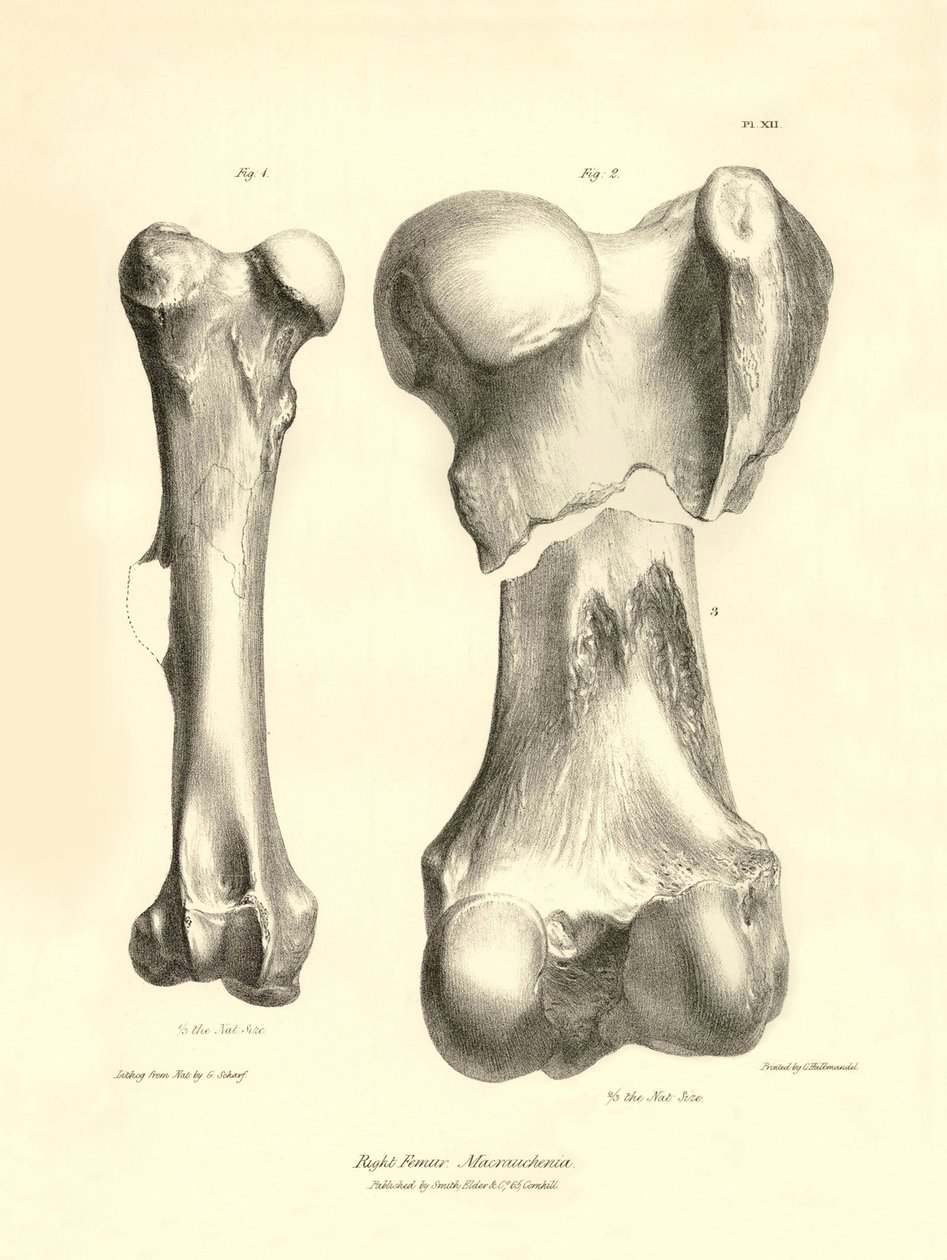 Os fossiles (fémur) de l