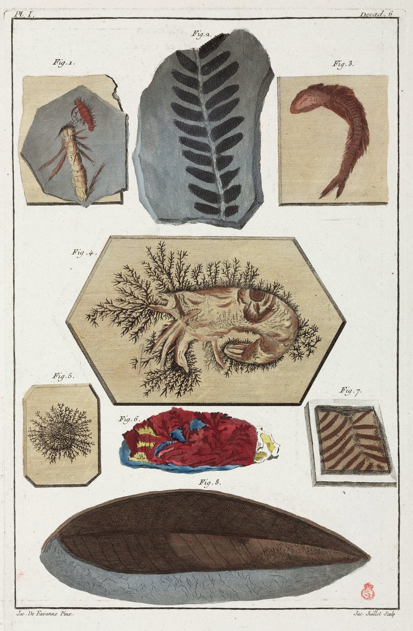 Fossiles, préhistoriques - Unbekannt