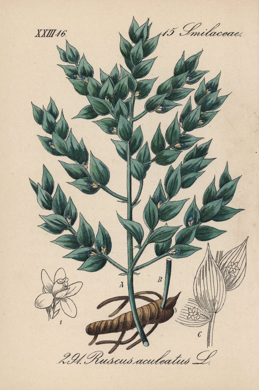 Fragon faux houx ou petit houx - Petit houx, Ruscus aculeatus. Lithographie en couleur de la Flora von Deutschland de Diederich von Schlechtendal, Iéna - Unbekannter Künstler