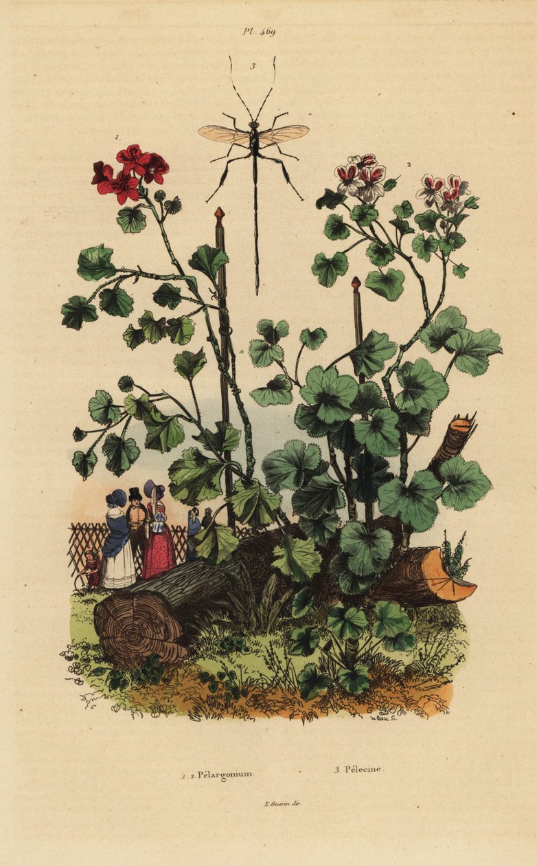 Espèces de géranium, Pelargonium daveyanum 1 et Pelargonium macranthon 2 - Unbekannt
