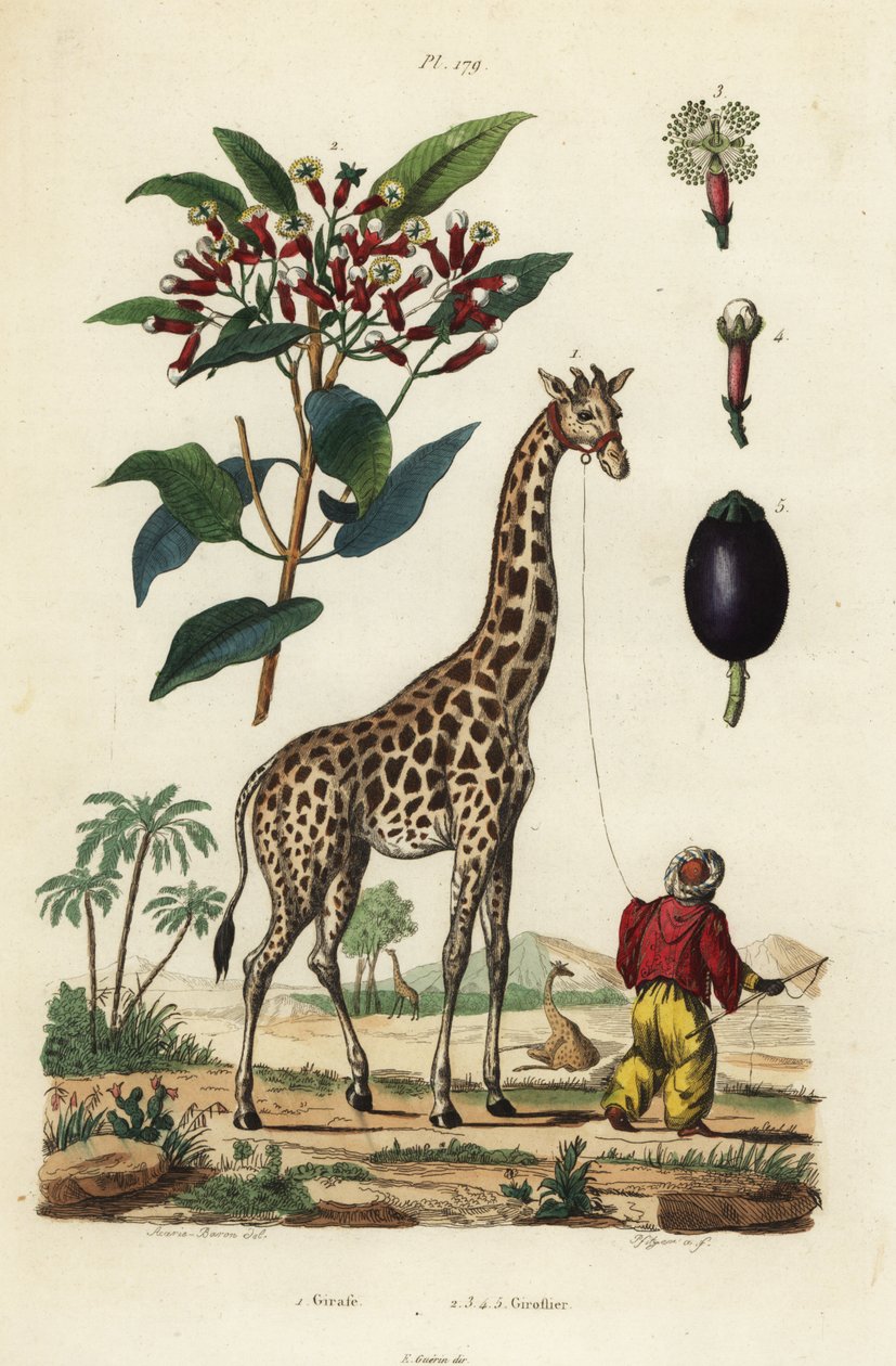 Girafe, Giraffa camelopardalis, avec gardien et giroflier, Syzygium aromaticum - Unbekannt