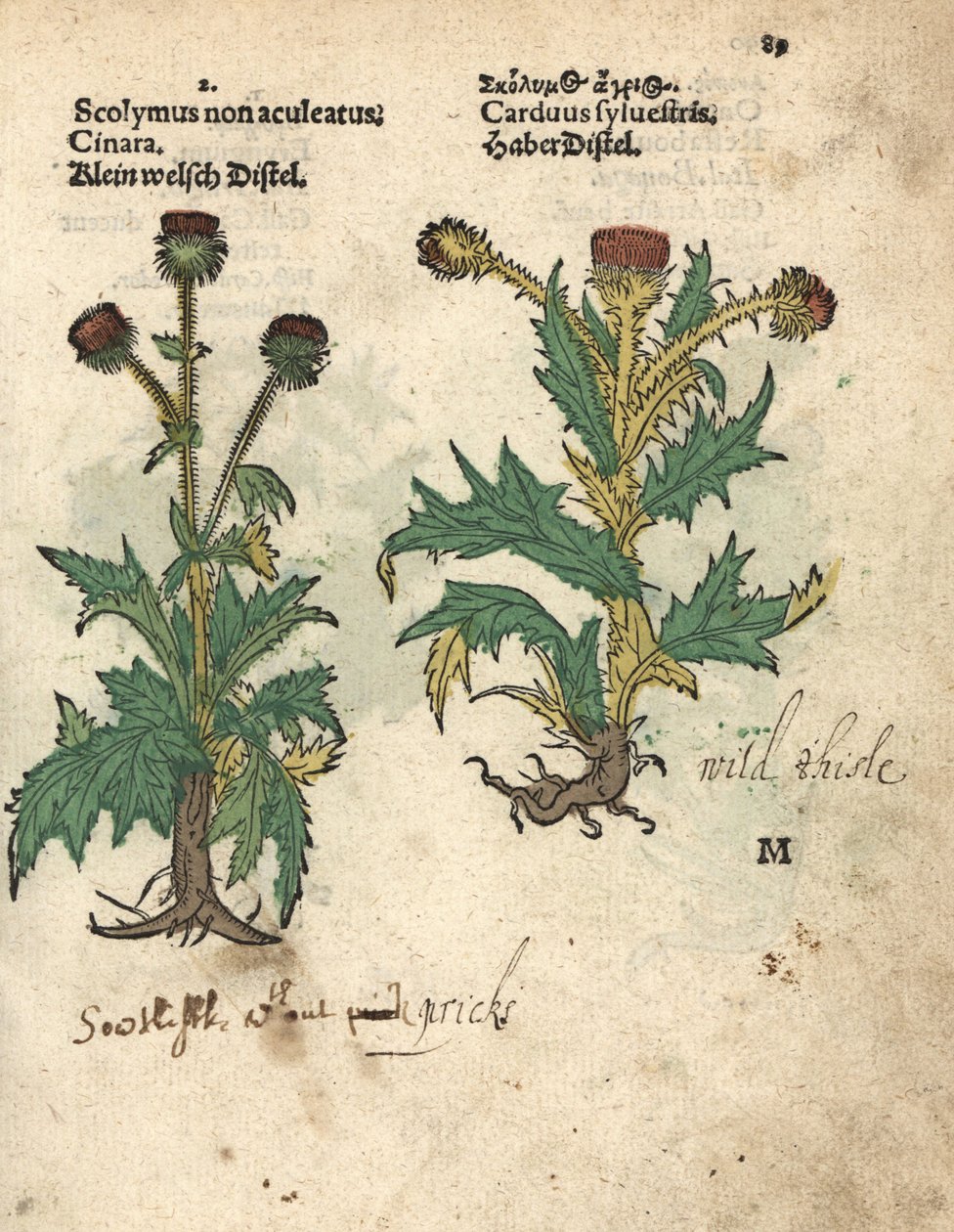 Artichaut, Cynara cardunculus var. scolymus, et chardon sauvage, Carduus sylvestris. Gravure sur bois coloriée à la main d