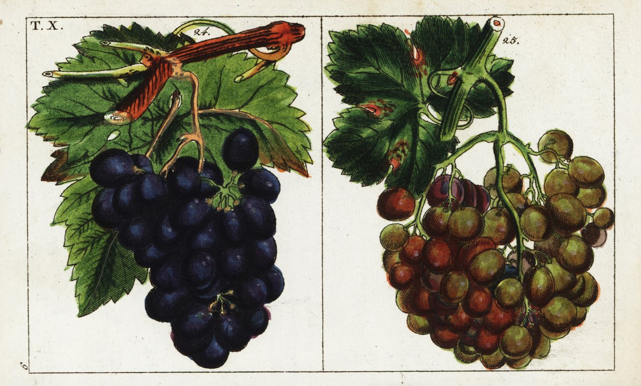 Variétés de raisin, Vitis vinifera - Unbekannter Künstler