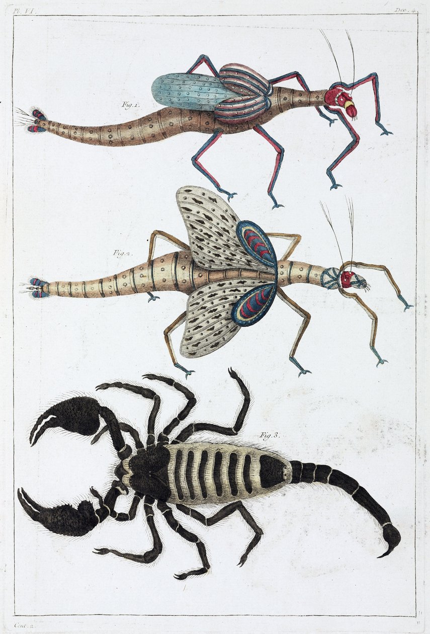 Sauterelles et scorpion - Unbekannt